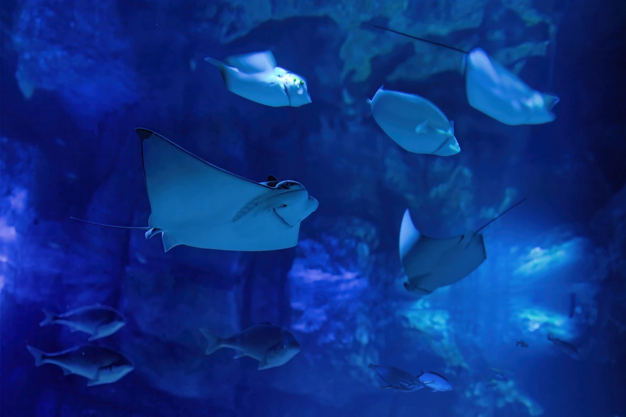 About Us - Marassi aquarium and underwater zoo